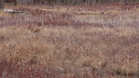 Sandhill Crane in Marsh Vídeo Stock 79585489