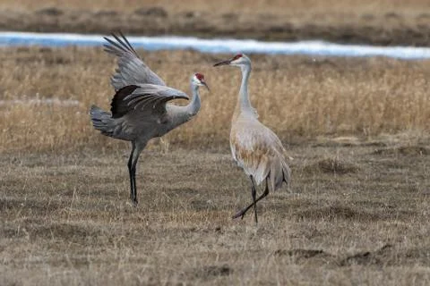 Sandhill crane mating dance. Stock Photos