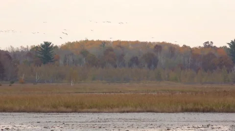 Sandhill Crane Migration Stock Footage 69054611