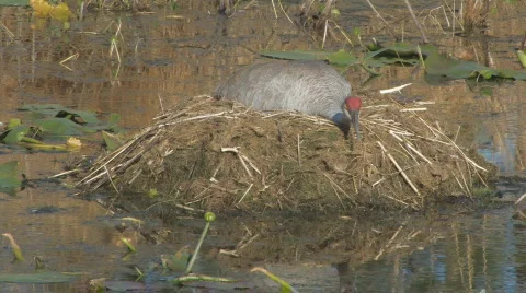 Sandhill Crane on Nest Stock Footage 478449
