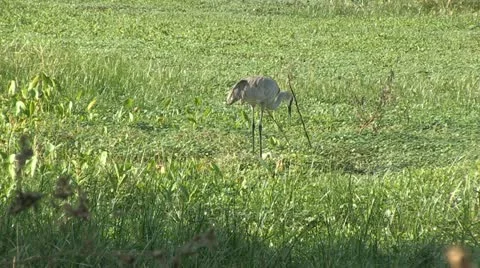 Sandhill crane with nest Stock Footage 10815541