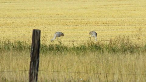 Sandhill Crane Pair Feed in Wheat Stubble Stock Footage 317842935