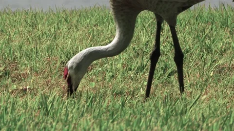 Sandhill crane pecking grass to feed, 4K Stock Footage 60060805