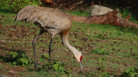 Sandhill Crane pecks at the ground in slow motion Stock Footage 37452322