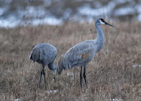 Sandhill crane Foto stock