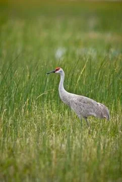 Sandhill crane Stock Photos