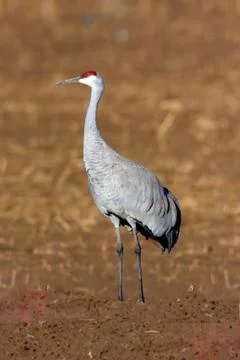 Sandhill crane Stock Photos