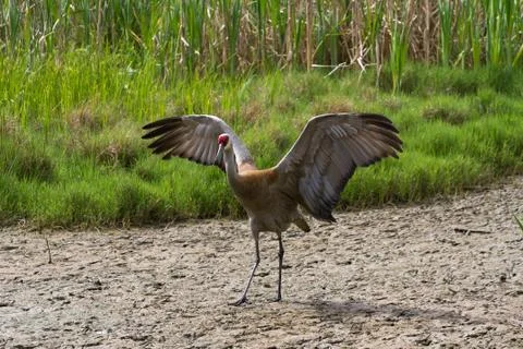 Sandhill crane Stock Photos