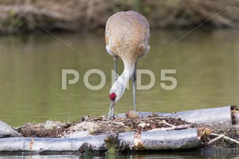 Sandhill crane Stock Photos