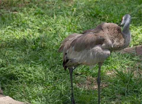 Sandhill Crane Stock Photos