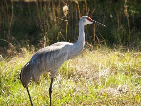 Sandhill Crane Stock Photos