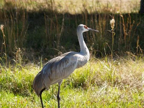 Sandhill Crane Stock Photos