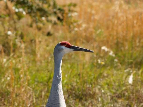 Sandhill Crane Stock Photos