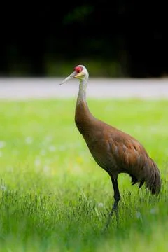 Sandhill Crane Stock Photos