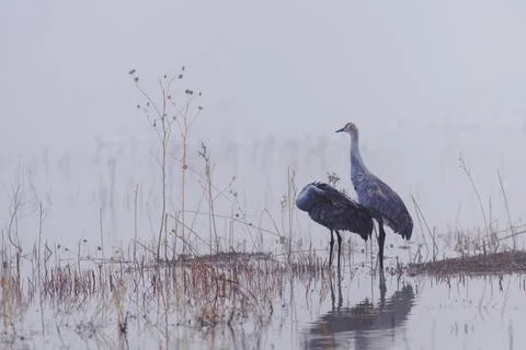 Sandhill crane Stock Photos