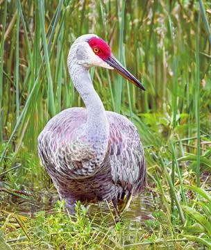 Sandhill crane Stock Photos