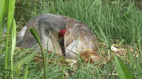 Sandhill Crane Picks Eggshell Out of Nest and Looks Down on Newborn Chick, 4K Stock Footage 65446733