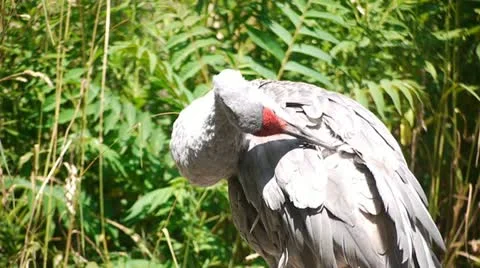 Sandhill Crane Preening 스톡 동영상 11439184