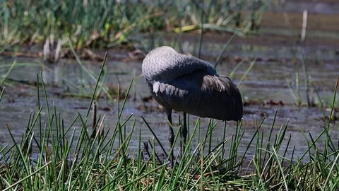 Sandhill Crane Preening. Stock Footage 72833555