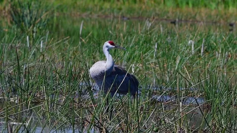A Sandhill Crane preens itself while standing over a nest. Stock Footage 72833315