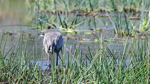 A Sandhill Crane searches for nesting material. Stock Footage 72832915
