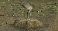 Sandhill Crane setting on nest with eggs HD Footage