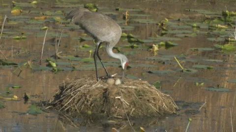 Sandhill Crane setting on nest with eggs Stock Footage 418552