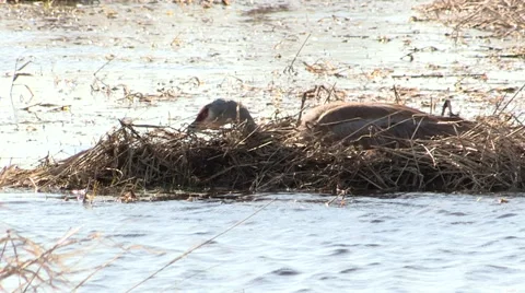 Sandhill Crane sitting on Nest Stock Footage 49079802