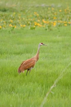 Sandhill crane in springtime Stock Photos
