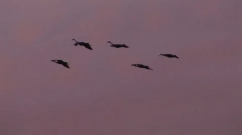 Sandhill Crane At Sunset 1 Stock Footage 10598112