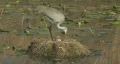 Sandhill Crane turning eggs on nest HD Footage
