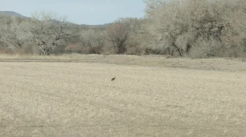 Sandhill Crane Walking Alone in a Field Stock Footage 47481707