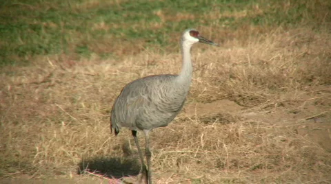 Sandhill Crane Walking Stock Footage 89080