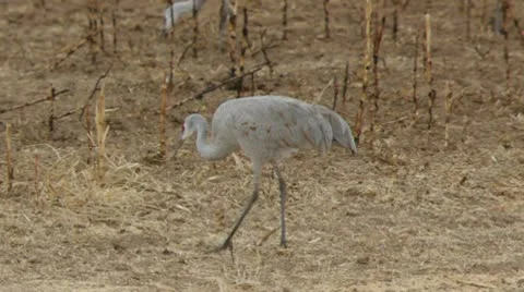Sandhill Crane Walking Stock Footage 10749334