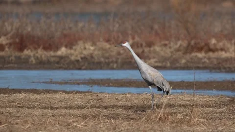 A sandhill crane walking in a marsh Vídeos de archivo 334664358