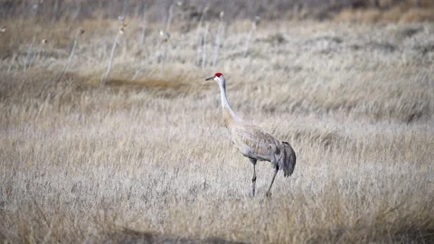 Sandhill Crane walking through grass marsh in Spring Stock Footage 237477657