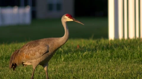 Sandhill Crane walks though yard, CLOSE, 4K Stock Footage 50144661