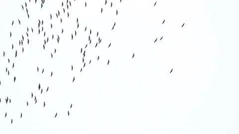 Sandhill crane in the wild Stock Footage 150749882