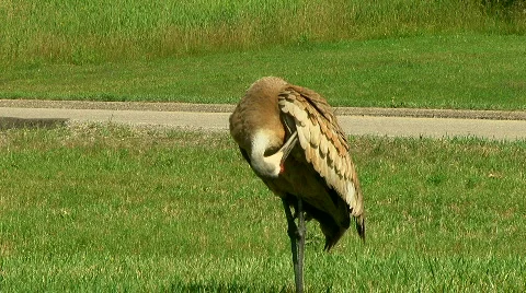 Sandhill Cranes 06 Stock Footage 463022