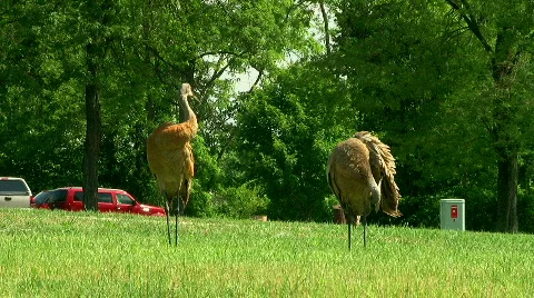 Sandhill Cranes 07 Stock-Footage 462765