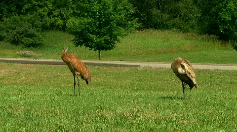Sandhill Cranes 08 動画素材 464125
