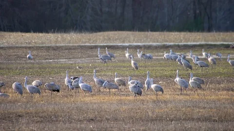 Sandhill Cranes (3 Views) Stock Footage 119038863