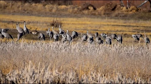 Sandhill Cranes Annual Migration Stock Footage 47860156
