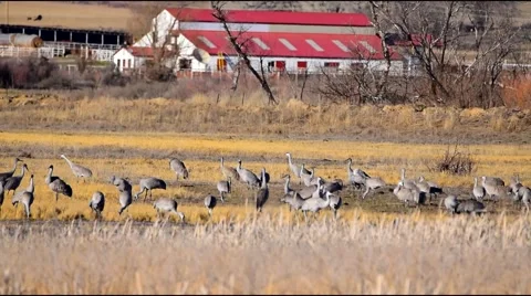 Sandhill Cranes Annual Migration Stock Footage 47860174