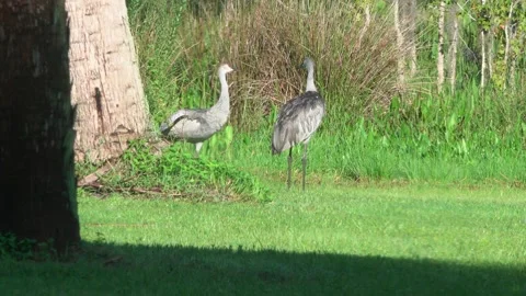 Sandhill Cranes Behind Palm Tree FL 4K Stock-Footage 211779870
