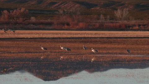 Sandhill Cranes at Bosque Del Apache with Reflections Stock Footage 145836209