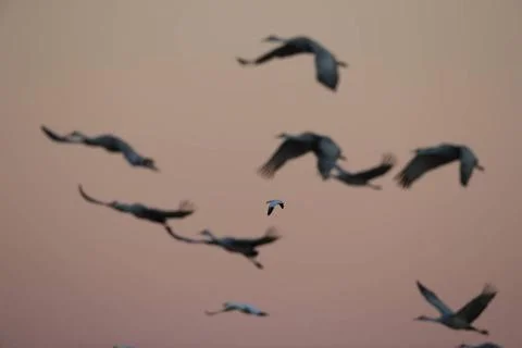  Sandhill Cranes Bosque del Apache Wildlife Reserve New Mexico USA Sandhil... Foto stock