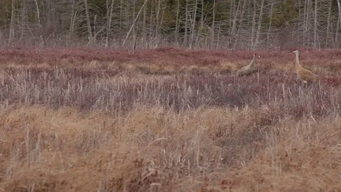 Sandhill Cranes Calling Hysterically Stock Footage 79598740