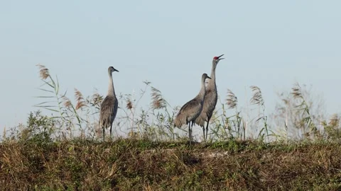 Sandhill Cranes Calling Out in a Large Field with Audio 스톡 동영상 295796735