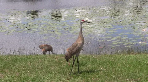 Sandhill cranes with chicks in Florida Stock Footage 49573856